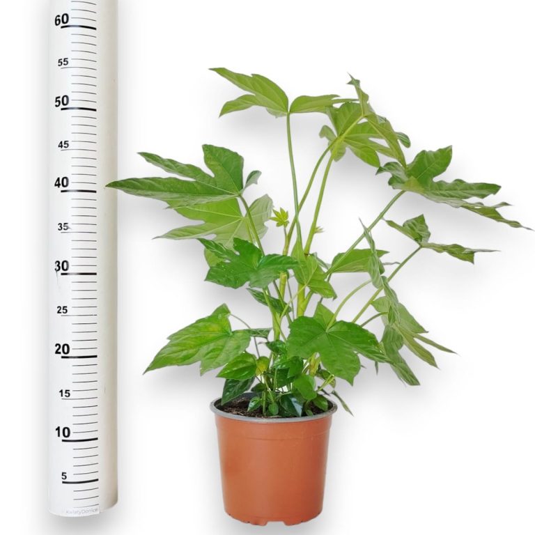 Fatsja japońska (Fatsia japonica) 50cm