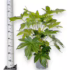 Fatsja japońska (Fatsia japonica) 80-90cm