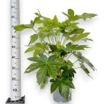 Fatsja japońska (Fatsia japonica) 90cm