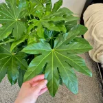 Fatsja japońska (Fatsia japonica) 90cm