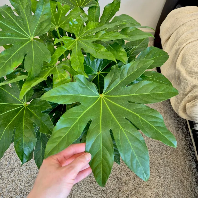 Fatsja japońska (Fatsia japonica) 90cm