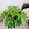 Fatsja japońska (Fatsia japonica) 80-90cm