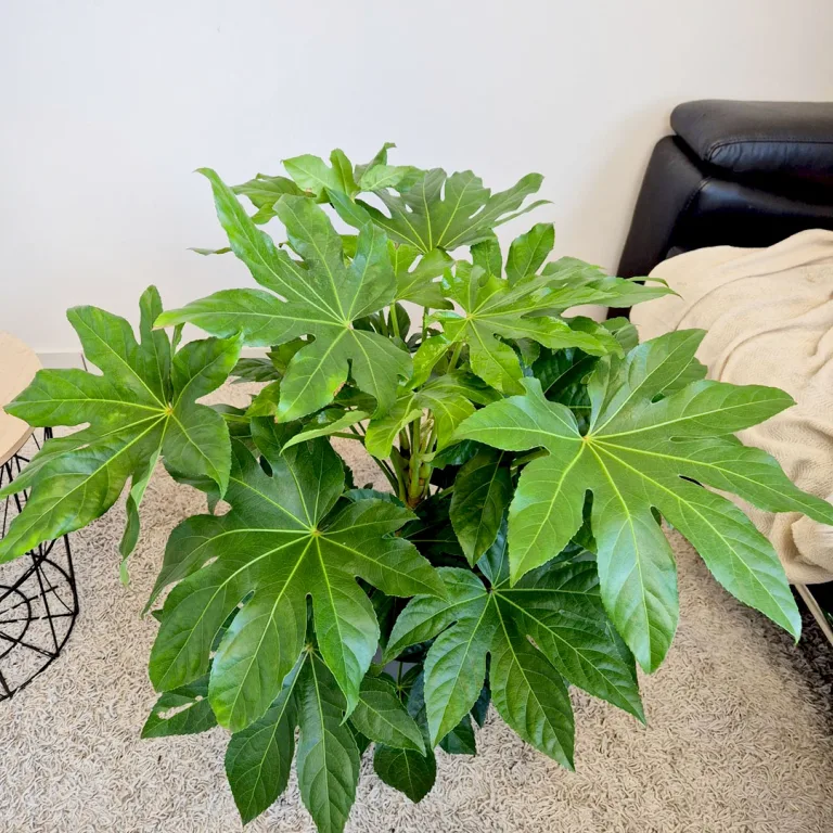 Fatsja japońska (Fatsia japonica) 90cm