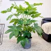 Fatsja japońska (Fatsia japonica) 50cm