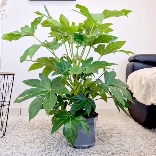 Fatsja japońska (Fatsia japonica) 90cm