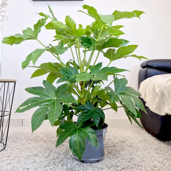Fatsja japońska (Fatsia japonica) 90cm