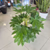 Fatsja japońska (Fatsia japonica) 80-90cm