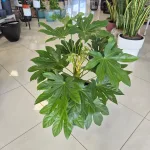 Fatsja japońska (Fatsia japonica) 90cm