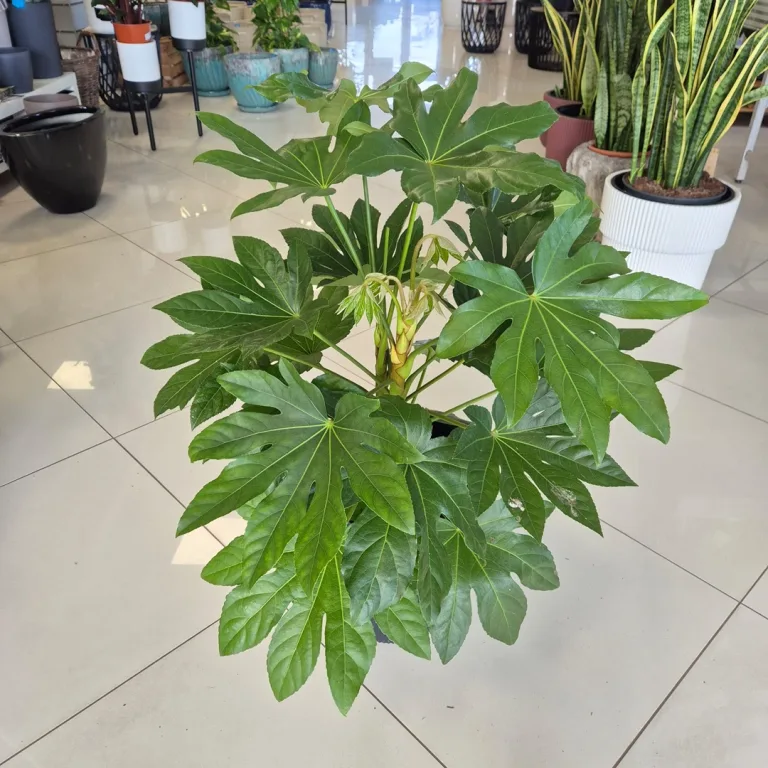 Fatsja japońska (Fatsia japonica) 90cm