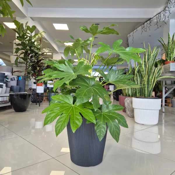 Fatsja japońska (Fatsia japonica) 90cm