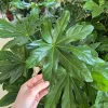 Fatsja japońska (Fatsia japonica) 90cm
