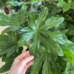 Fatsja japońska (Fatsia japonica) 90cm