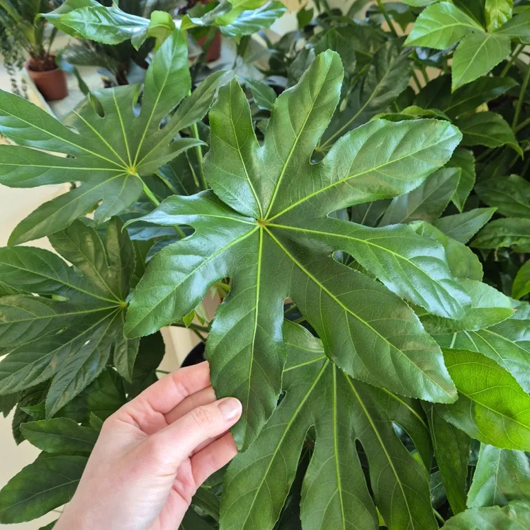 Fatsja japońska (Fatsia japonica) 90cm