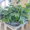 Fatsja japońska (Fatsia japonica) 80-90cm