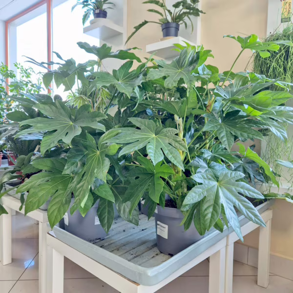 Fatsja japońska (Fatsia japonica) 80-90cm