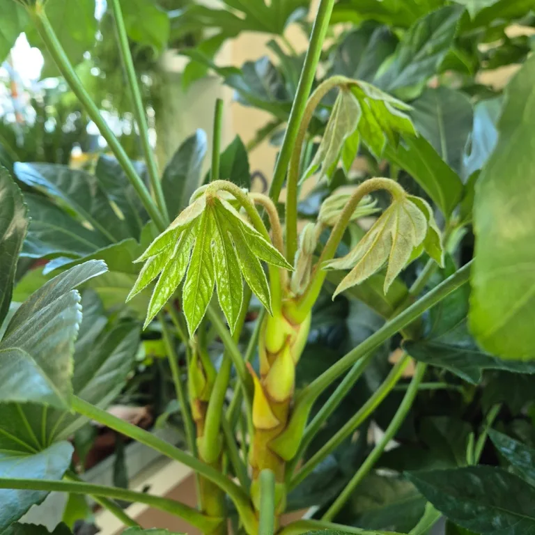 Fatsja japońska (Fatsia japonica) 90cm