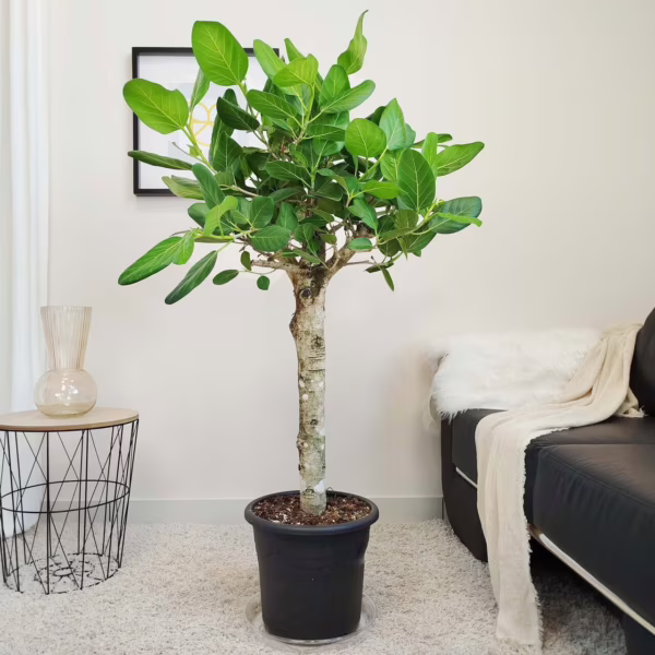 Fikus bengalski (Ficus benghalensis 'Audrey') 130cm