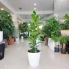 Fikus (Ficus ‘Cyathistipula’) 100-120cm