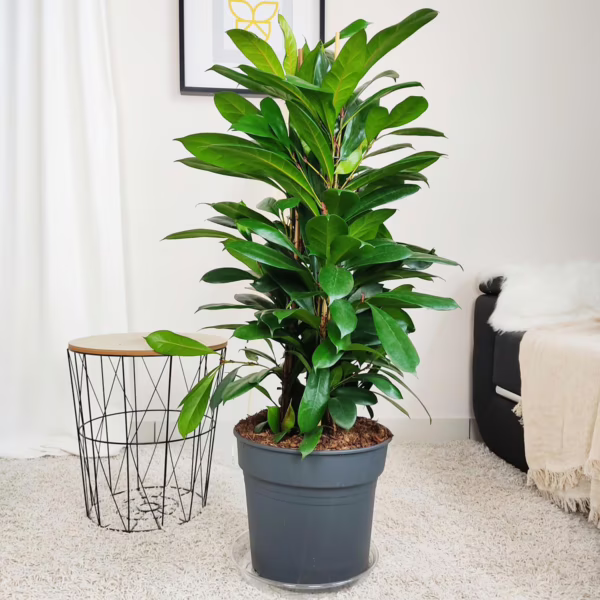 Fikus (Ficus 'Cyathistipula') 110-120cm