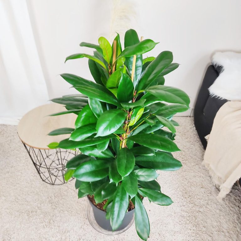 Fikus (Ficus 'Cyathistipula') 120cm