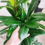 Fikus (Ficus 'Cyathistipula') 120cm