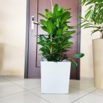 Fikus (Ficus 'Cyathistipula') 120cm