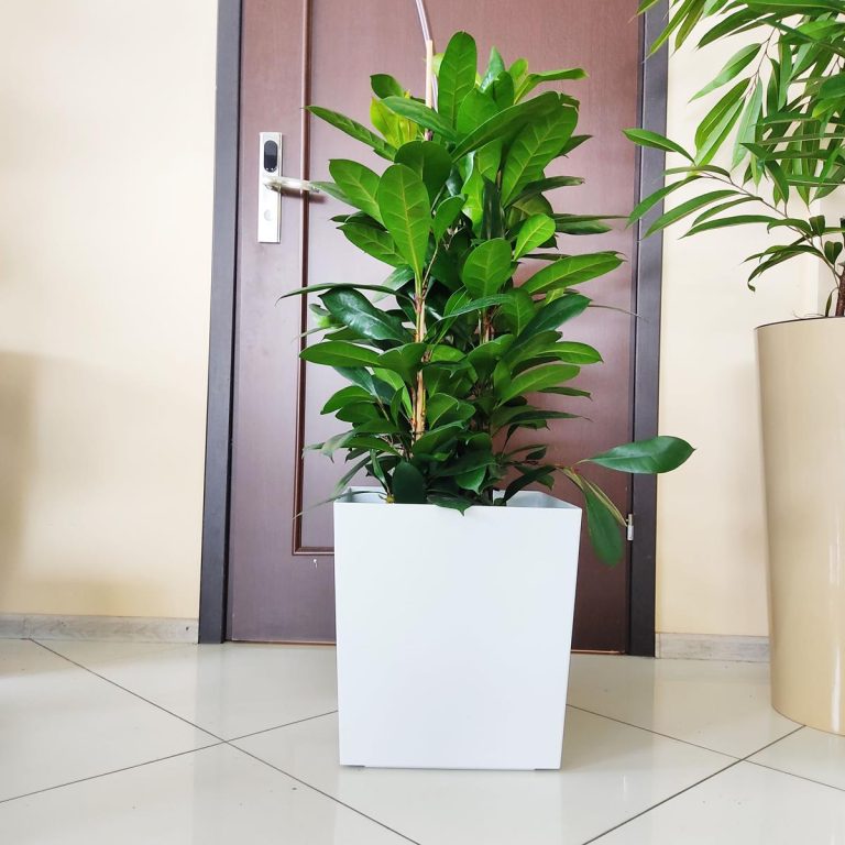 Fikus (Ficus 'Cyathistipula') 120cm