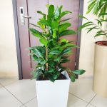 Fikus (Ficus 'Cyathistipula') 120cm