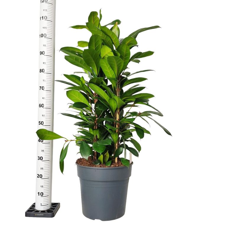 Fikus (Ficus 'Cyathistipula') 120cm