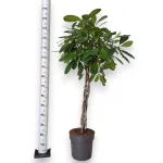 Fikus (Ficus 'Cyathistipula') 150cm