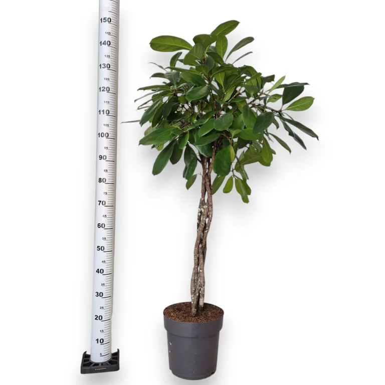 Fikus (Ficus 'Cyathistipula') 150cm
