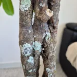 Fikus (Ficus 'Cyathistipula') 150cm