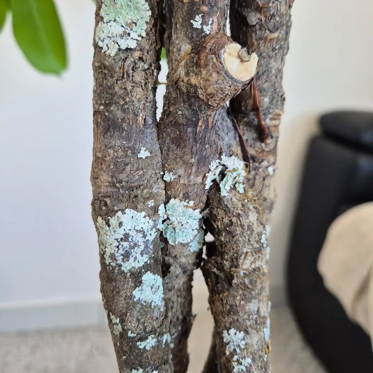 Fikus (Ficus 'Cyathistipula') 150cm