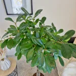 Fikus (Ficus 'Cyathistipula') 150cm