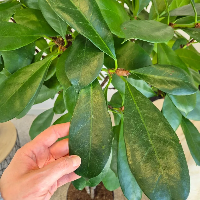Fikus (Ficus 'Cyathistipula') 150cm
