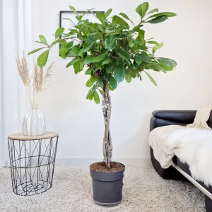 Fikus (Ficus 'Cyathistipula') 150cm