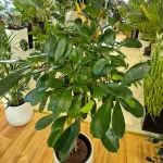 Fikus (Ficus 'Cyathistipula') 150cm