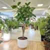 Fikus (Ficus 'Cyathistipula’) 150cm