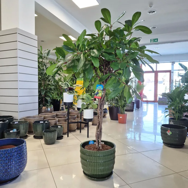 Fikus (Ficus 'Cyathistipula') 150cm