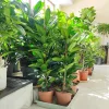 Fikus (Ficus ‘Cyathistipula’) 100-120cm