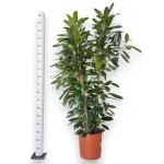 Fikus (Ficus 'Cyathistipula') 200cm