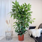 Fikus (Ficus 'Cyathistipula') 200cm