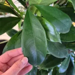 Fikus (Ficus 'Cyathistipula') 200cm