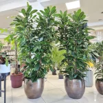 Fikus (Ficus 'Cyathistipula') 200cm