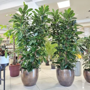 Fikus (Ficus 'Cyathistipula') 200cm