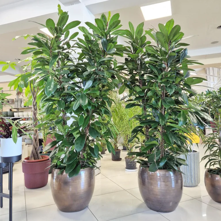 Fikus (Ficus 'Cyathistipula') 200cm