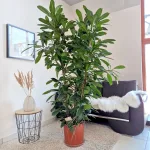 Fikus (Ficus 'Cyathistipula') 200cm