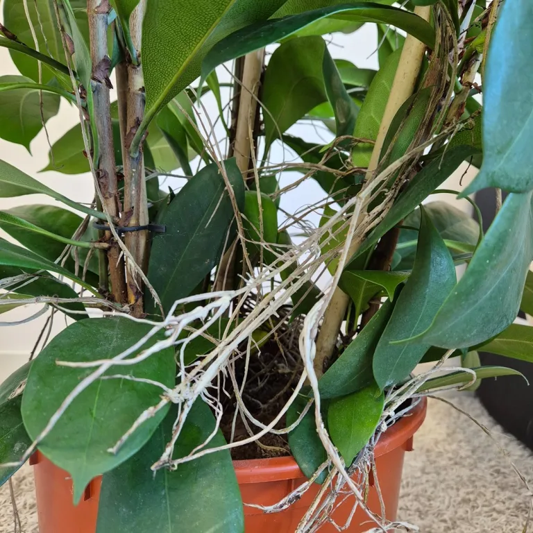 Fikus (Ficus 'Cyathistipula') 200cm