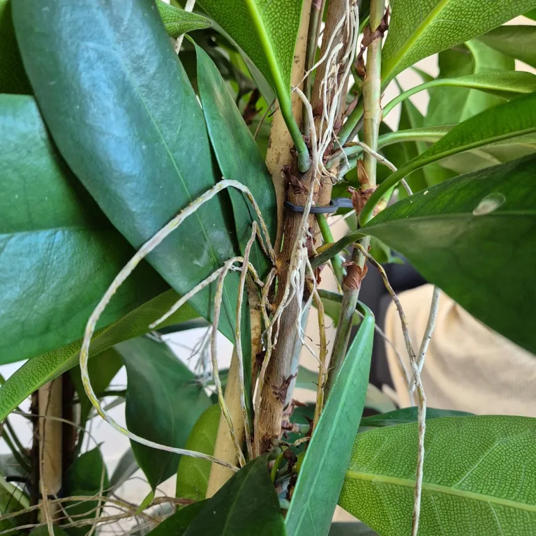 Fikus (Ficus 'Cyathistipula') 200cm