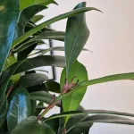 Fikus (Ficus 'Cyathistipula') 200cm